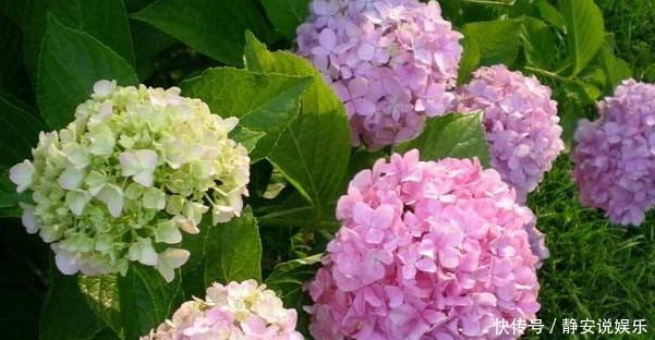 新手|新手养护,就养能开“大花球”,比菊花好养的花卉,一开300天