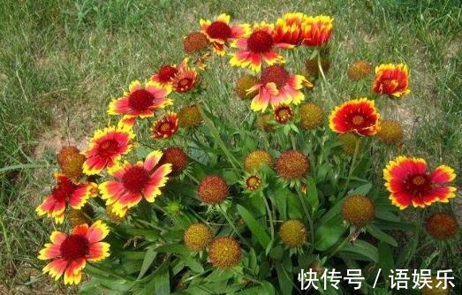 养好天人菊,“2处”是重点,花朵开的旺,枝干强又壮,不爆都难