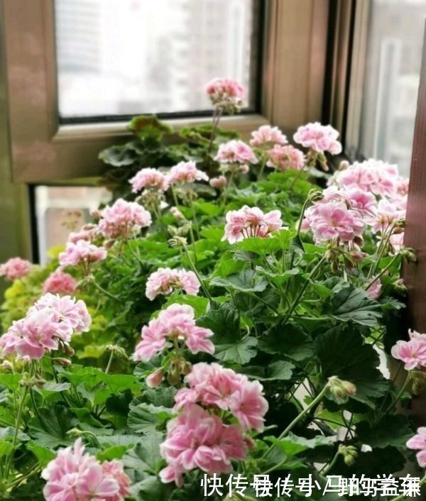 盆栽|谁说室内养不好花这12种一养就开花,还特漂亮,喜欢养花别错过!
