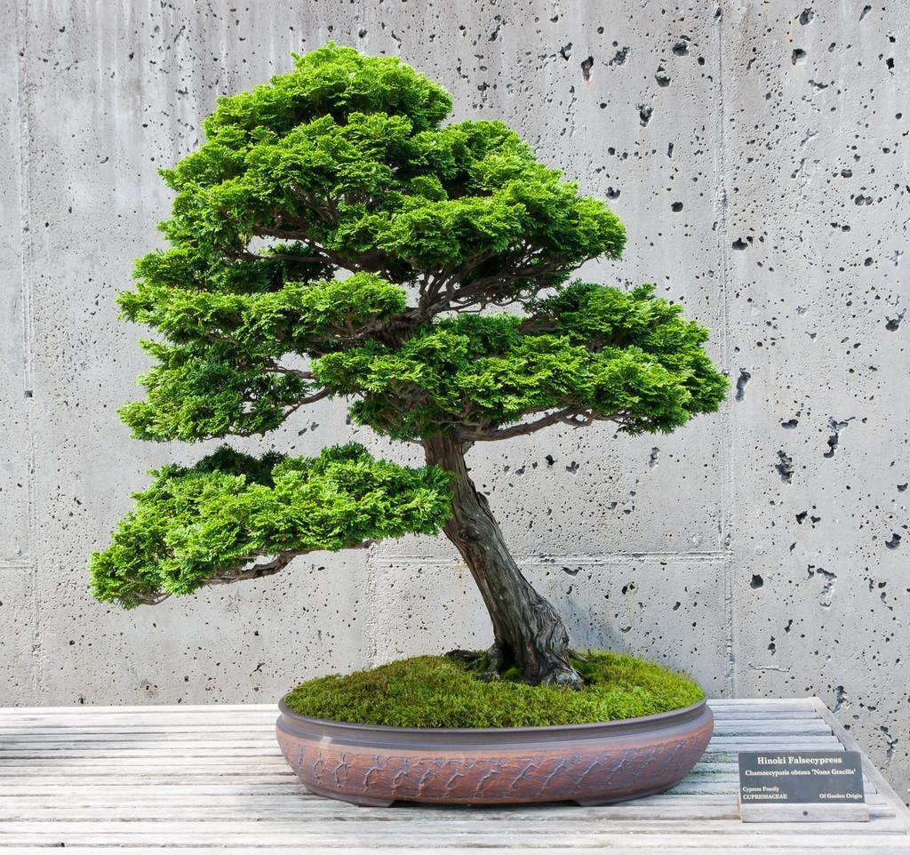 养护|植物也可成为传家宝,这6种高价值植物,你值得拥有