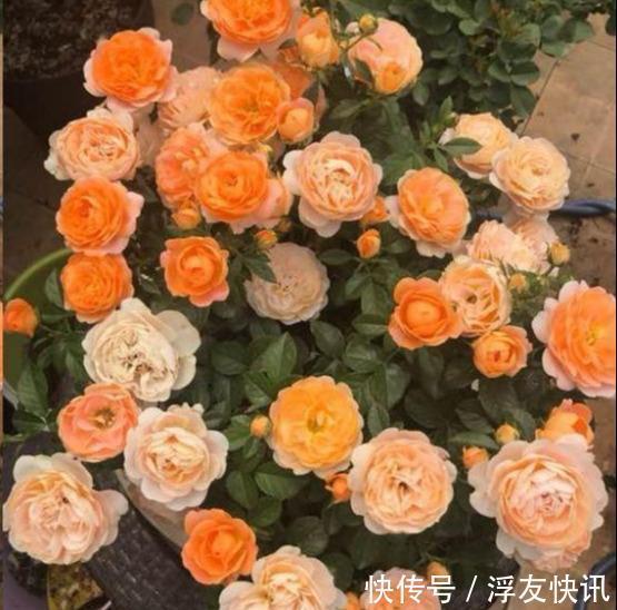 秋季养月季,“3多3少”很重要,占尽秋天芳华,冬天前开出最美花