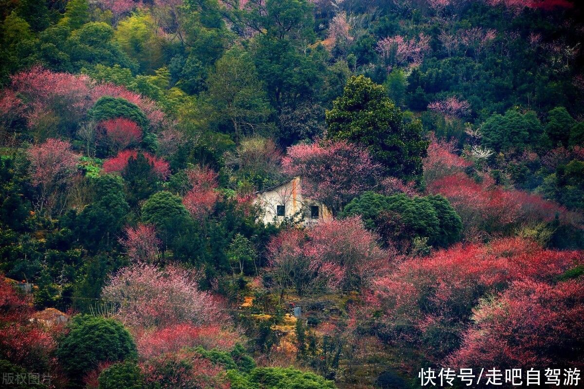 古村落|卖花渔村，只卖花不打渔的千年古村落，私藏了万亩的粉红梅花海