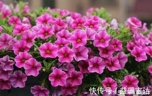 四季|对待新手很友好的花卉，耐热又耐冷，四季都有花赏，满屋子飘香