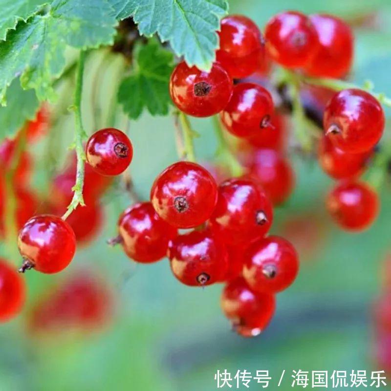 适应能力|盆栽一棵小果树,结出一串红果果,全家人吃不完!