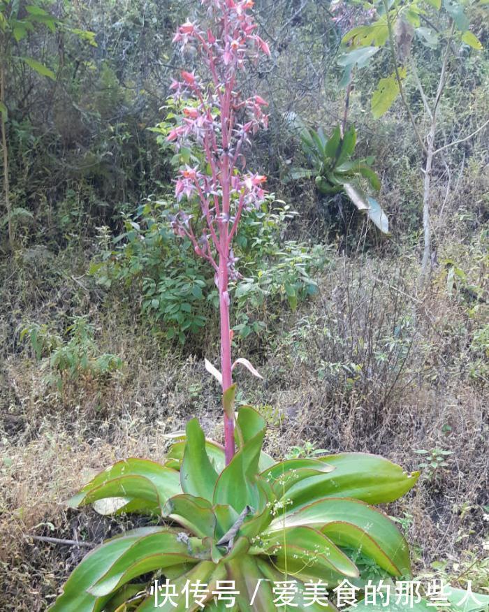 古典风十足的多肉植物,陆游钗头凤中的红酥手,你养过它吗?