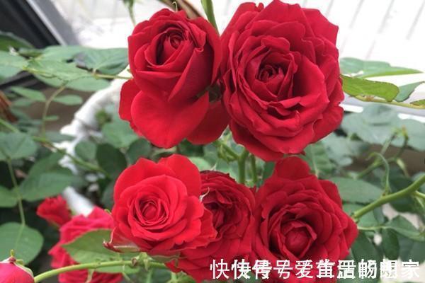 月季——永远的莫斯科,红的如此惊艳,比玫瑰都美!适合阳台养。