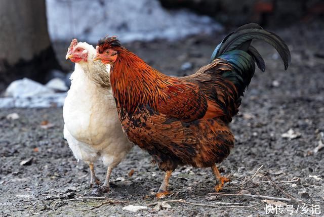 买鸡蛋的时候,怎样分辨出人造蛋都有哪些方法