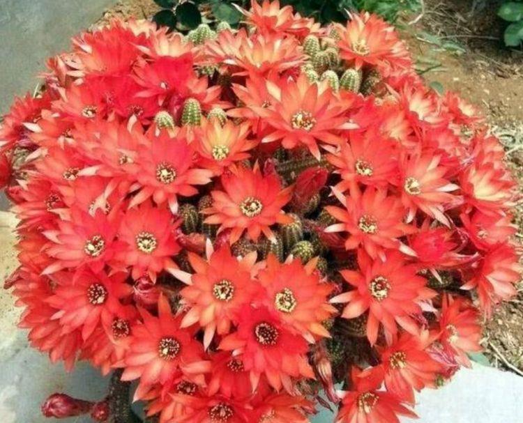 家里要养3种花,净化空气,时来运转,越过越富裕有钱