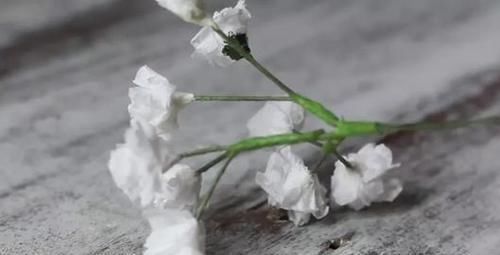 想到|谁能想到这么浪漫的满天星,竟是卫生纸揉的假花,附教程