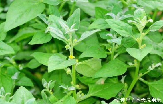食用价值|现在一斤10元，一直被认为是害草的野草，现在却成为了高等蔬菜