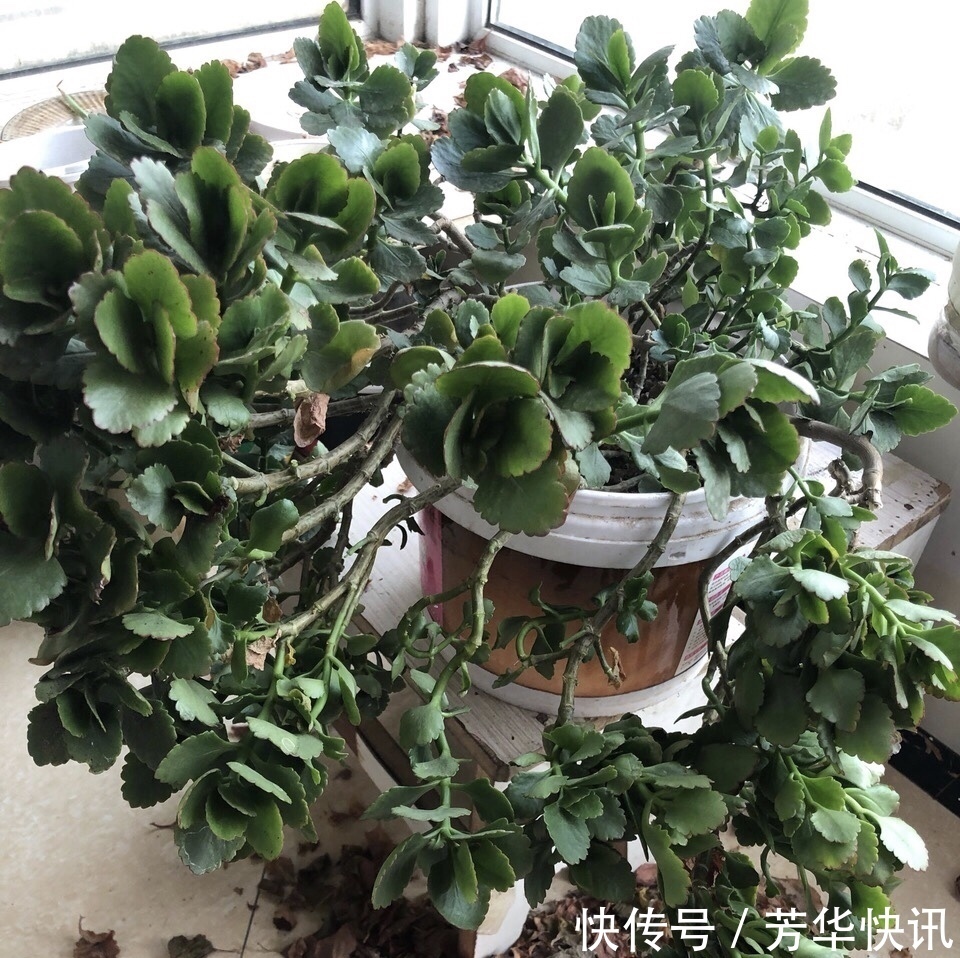 养护|长寿花越养“越瘦”怎么办教你3字口诀，1年变老桩，开成花球