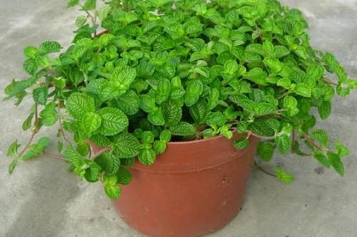 养花试试这几款,花丰富多彩,是近两年的网红花