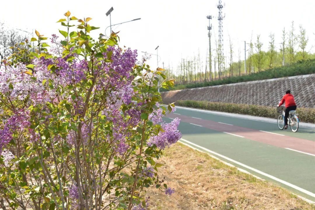 紫丁香、海棠芬芳馥郁，在昌平自行车专用路来一次观光骑行之旅吧