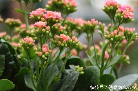 三元缓释肥|家养长寿花总是难开花做好这几个小细节,轻松花开爆满盆