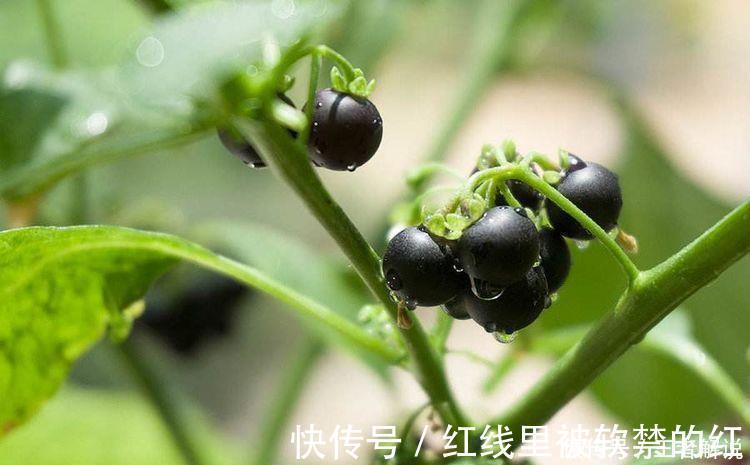 龙葵龙葵|女性到了中年推荐常吃3种食物，排毒淡斑，清理体内毒素