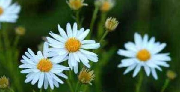 学习习惯|孩子以后能否成大器,和成绩无关,这3句话点醒无数父母