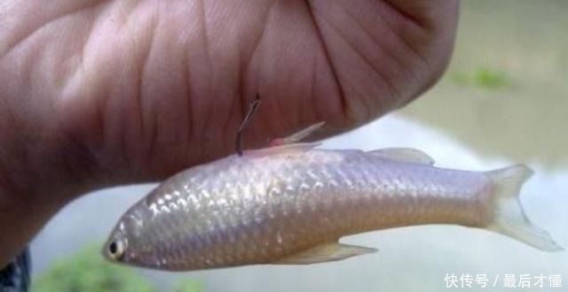 遇到走水就不钓了老钓鱼人无意透露这“锦囊”,看完不服都不行!