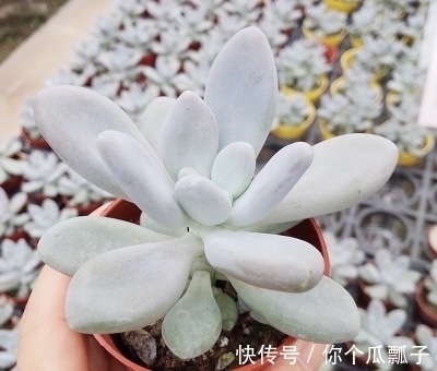 石莲花|6款白色系多肉,高雅纯净养护简单,仙气十足谁见了都夸美!