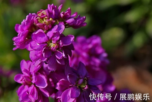 厕所想养花“3种”便宜又好看,水越多、花越艳,花开日日红