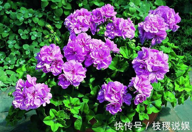 想养好天竺葵,花期一定要施肥,掌握一个“小窍门”,度夏无压力