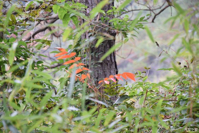 天平山|【喜迎国庆】停车坐爱枫林晚，霜叶红于二月花。游天平山赏枫叶