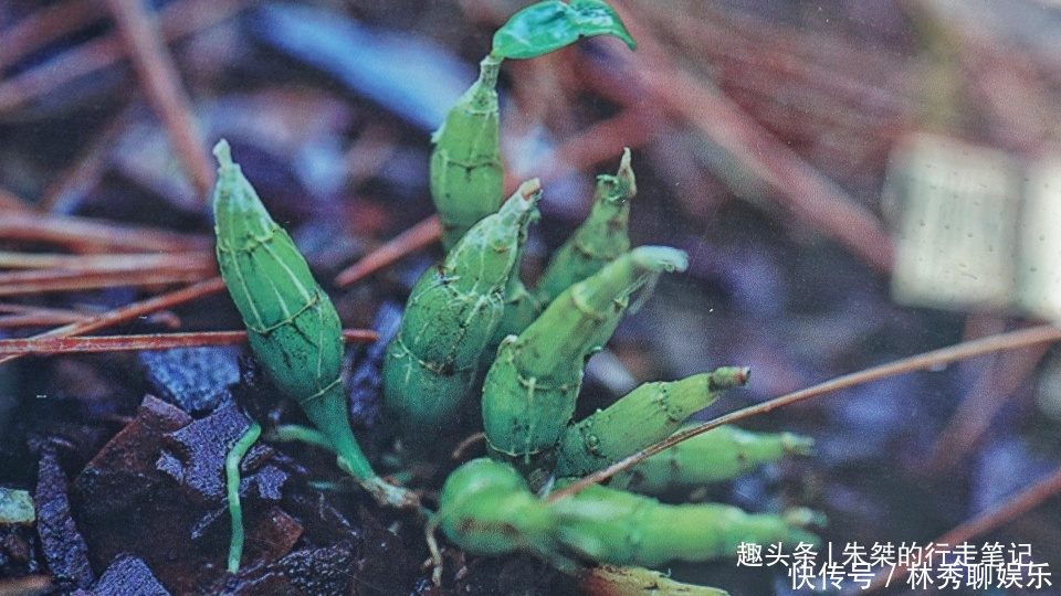 地处大别山腹地的国家级生态县，一个拥有“四多”的生态天堂