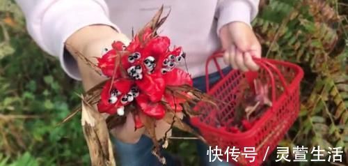 野菜|農村常見的“野人參”，被很多人家買來當人參的替代品，農村人卻當野菜吃