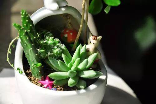 根部|多肉只能露养色彩斑斓,聪明的人教你3点,一学就会