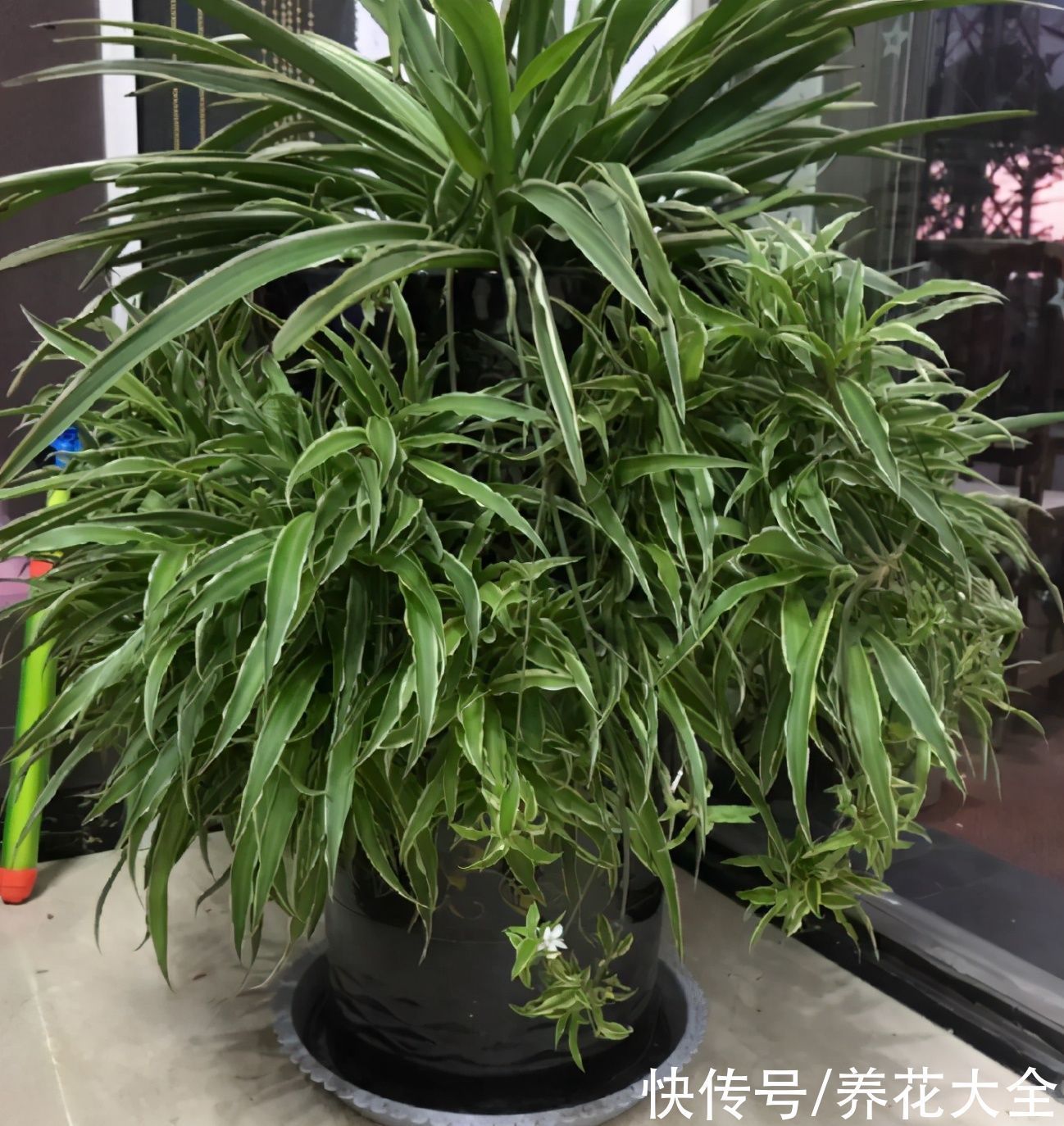 橡皮树|养花就怕乱浇水,越浇死得越快,赶紧住手