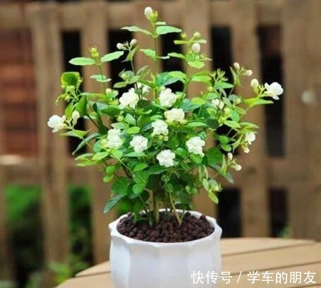 清香|养茉莉花,盆里埋1个“家家有的它”,花朵层层叠叠,清香又淡雅!