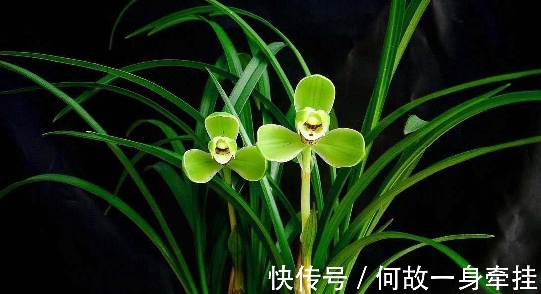 春兰老八种之首“宋梅”,花开梅瓣型,兰香醇正,是梅瓣兰之代表