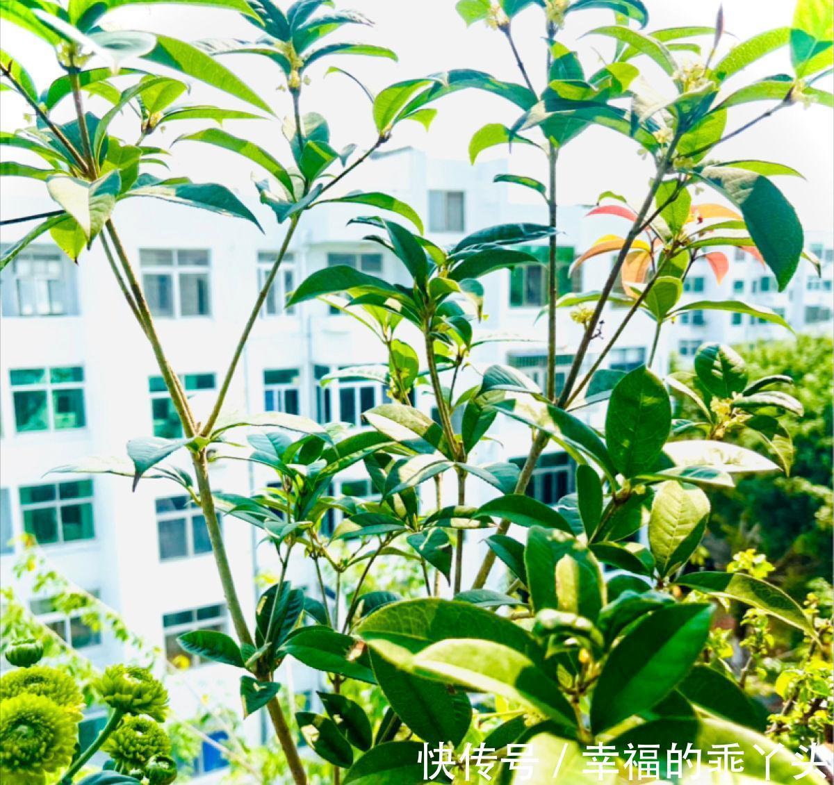 门前栽桂花长成“贵人树”