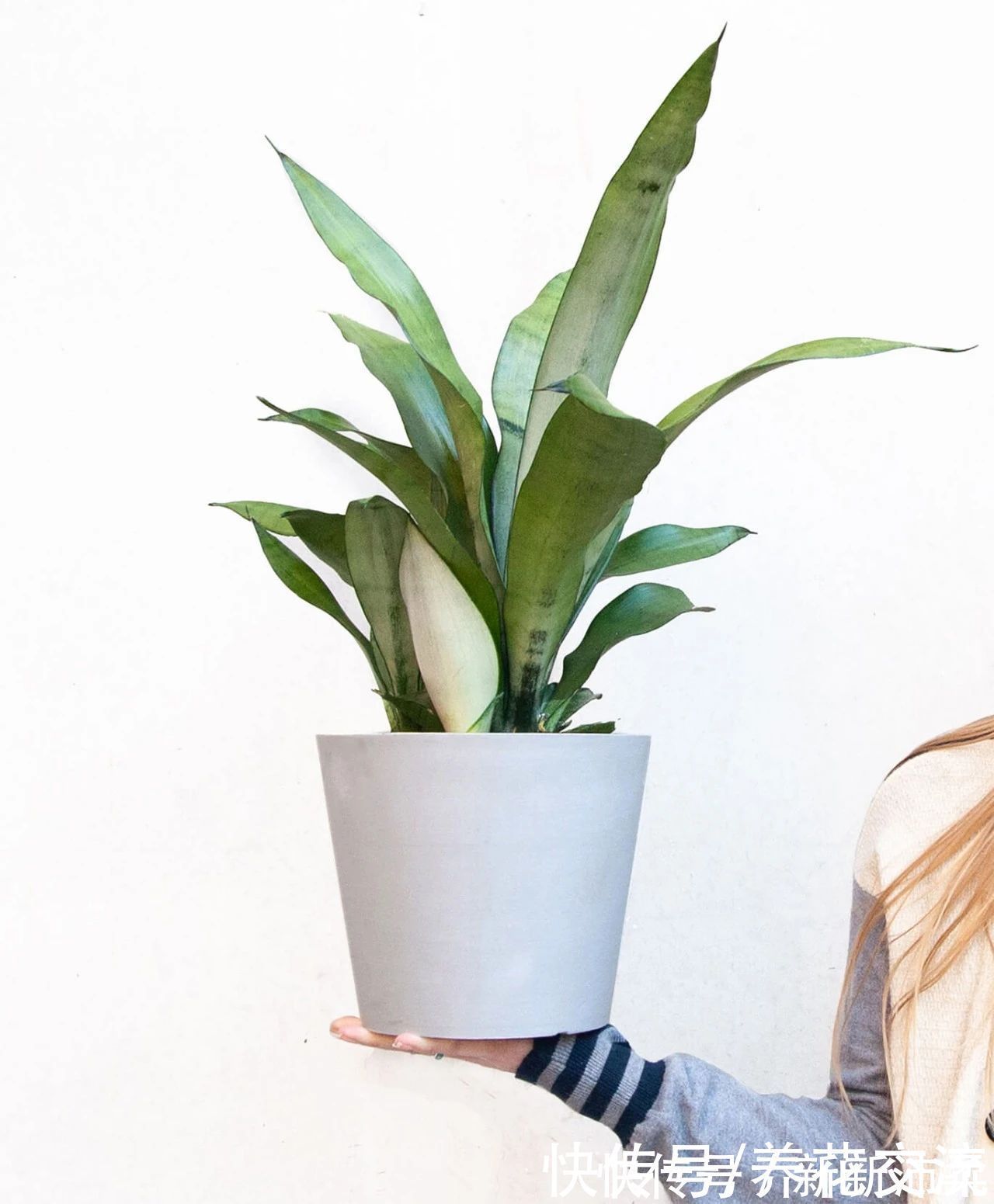 竹芋|6种常见的弱光植物,能室内半阴的环境,养窗台便可维持良好状态