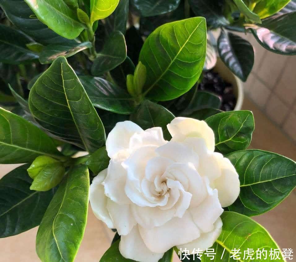 盆栽|栀子花花期要到了,做好3点,花苞多,花朵大又香