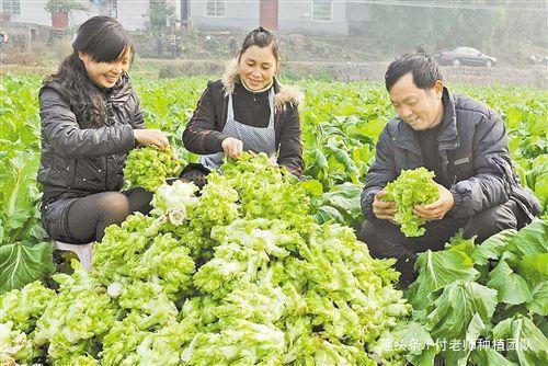 种植|有一种青菜好吃不好种，北方人很少吃到，你知道是啥菜吗