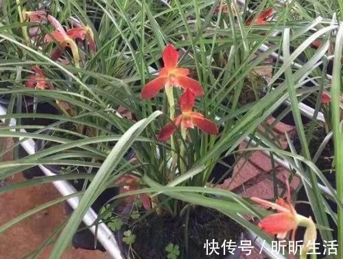 花色|传统名花：红河红，花香浓郁、花色繁杂，值得偏爱，你喜欢吗？