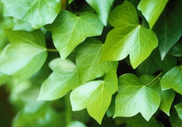 浇水才能爆盆,这些花卉,浇水越多,开花就越旺,花朵美艳又迷人