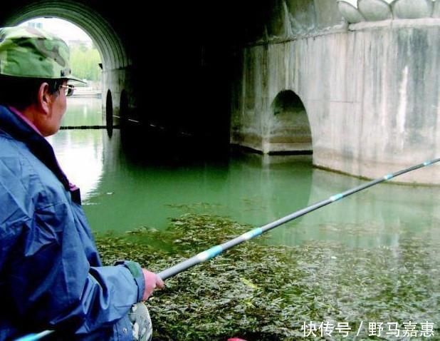 野钓|夏季大鱼难给口，错了因为调钓的灵钝，在一开始就有了误差