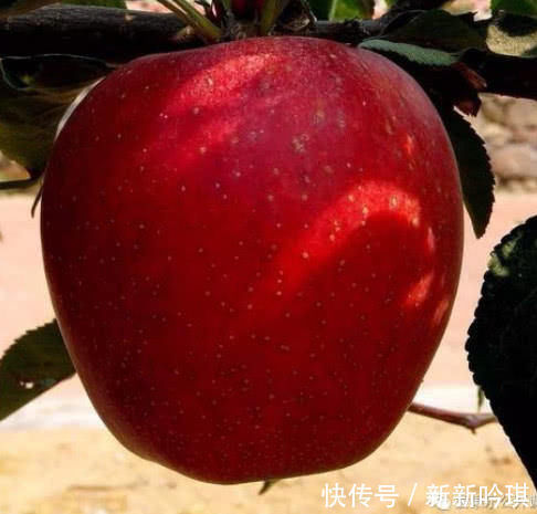 腰部|腰部赘肉太多，那就尝尝这四种“食物”吧，刮油去脂的效果很好