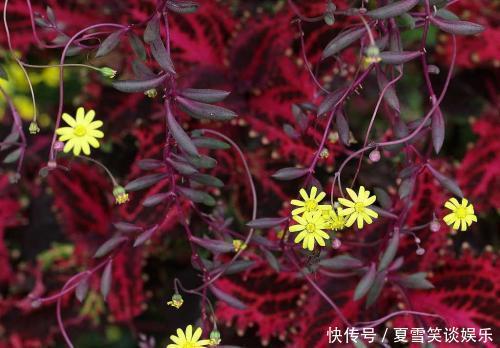 家里的绿萝换了吧，吊兰这俩品种，足够看上好几年