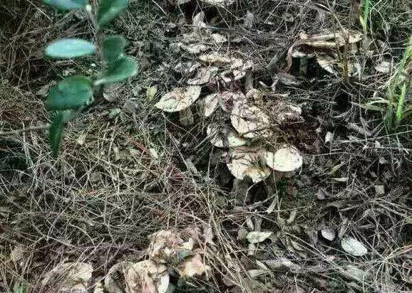 農村這4種野菜，個個營養高，除濕退黃，清肝明目