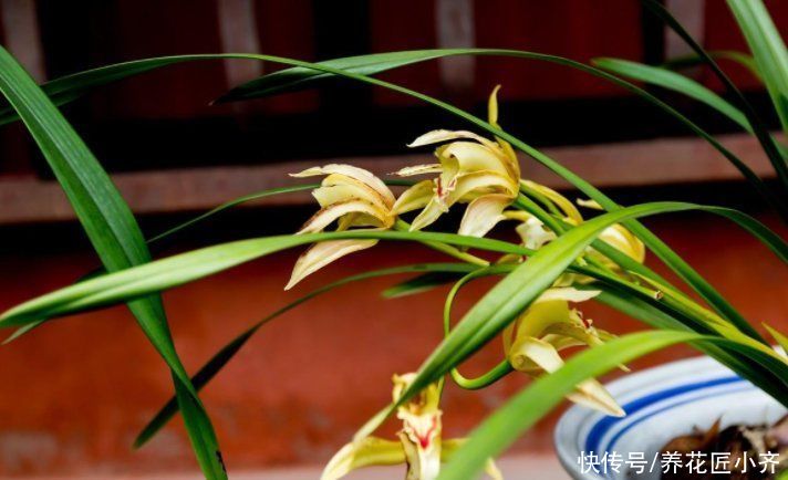 春天来了，兰花做好“五件事”，长新根，冒新芽