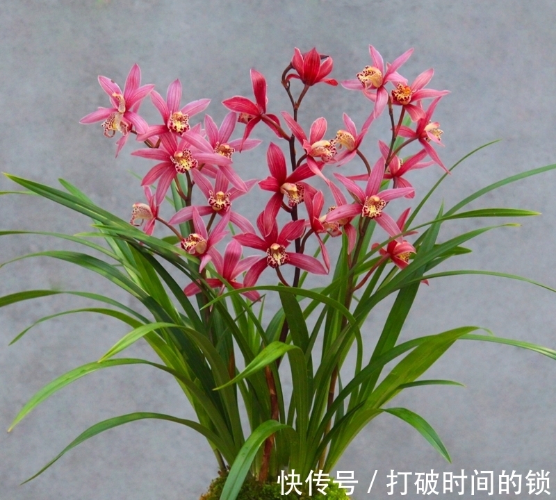 它被誉为“兰中贵妃”,有色有香,花姿典雅,值得花迷们居家养护