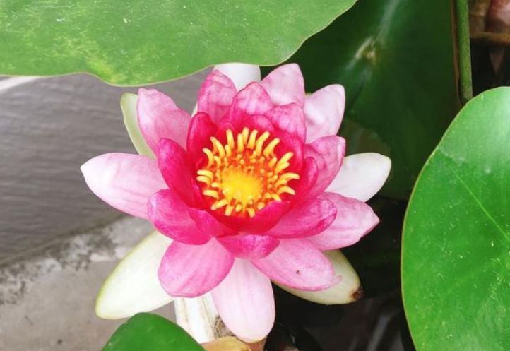 开花|4种便宜花,别小看,一开就是300多天,漂亮花期长,开成小花园