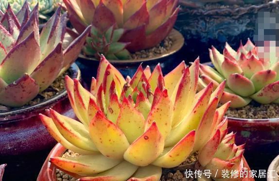 光照|怎么养护霸气侧漏的多肉乌木?需掌握3个要点!