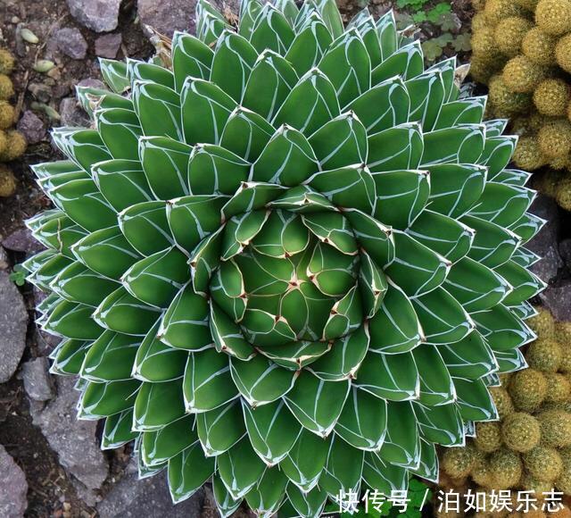 这些植物“老寿星”，个个能活100岁，泼辣无比，比人还长寿