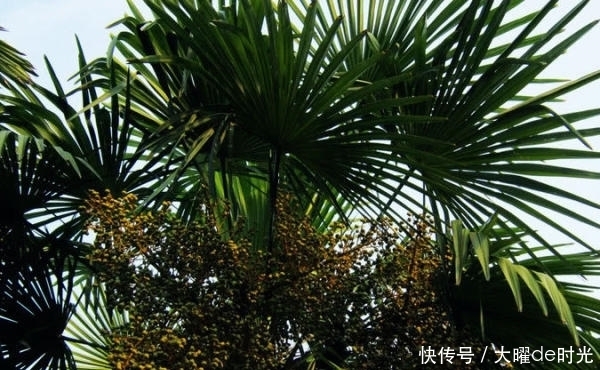 忽视|“营养价值高、浑身是宝”却被南方人忽视，北方人想吃都没有！