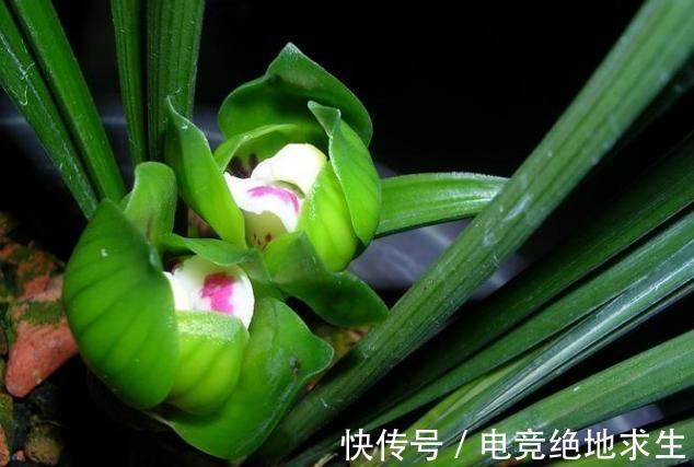 兰花服盆的时间是几天,服盆期间,该如何浇水