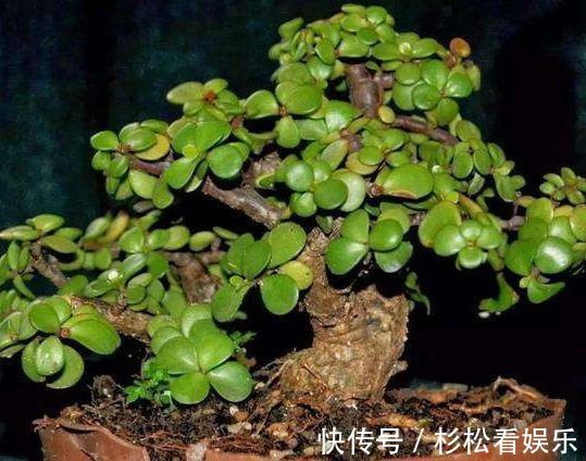 多年生|秋冬养此款植物，随便养一盆，清新悦目，花姿潇洒，寒冬也有花赏