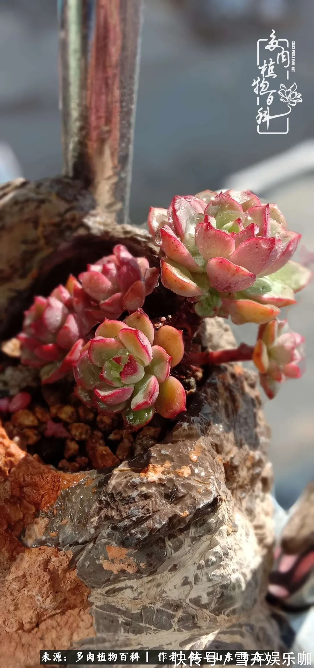 红稚莲|多肉度个夏,回到解放前!曾经有多美,现在就有多丑!